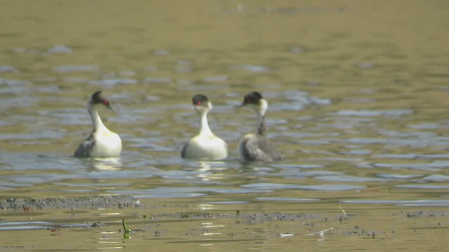 İnka Batağanı - ML646985097