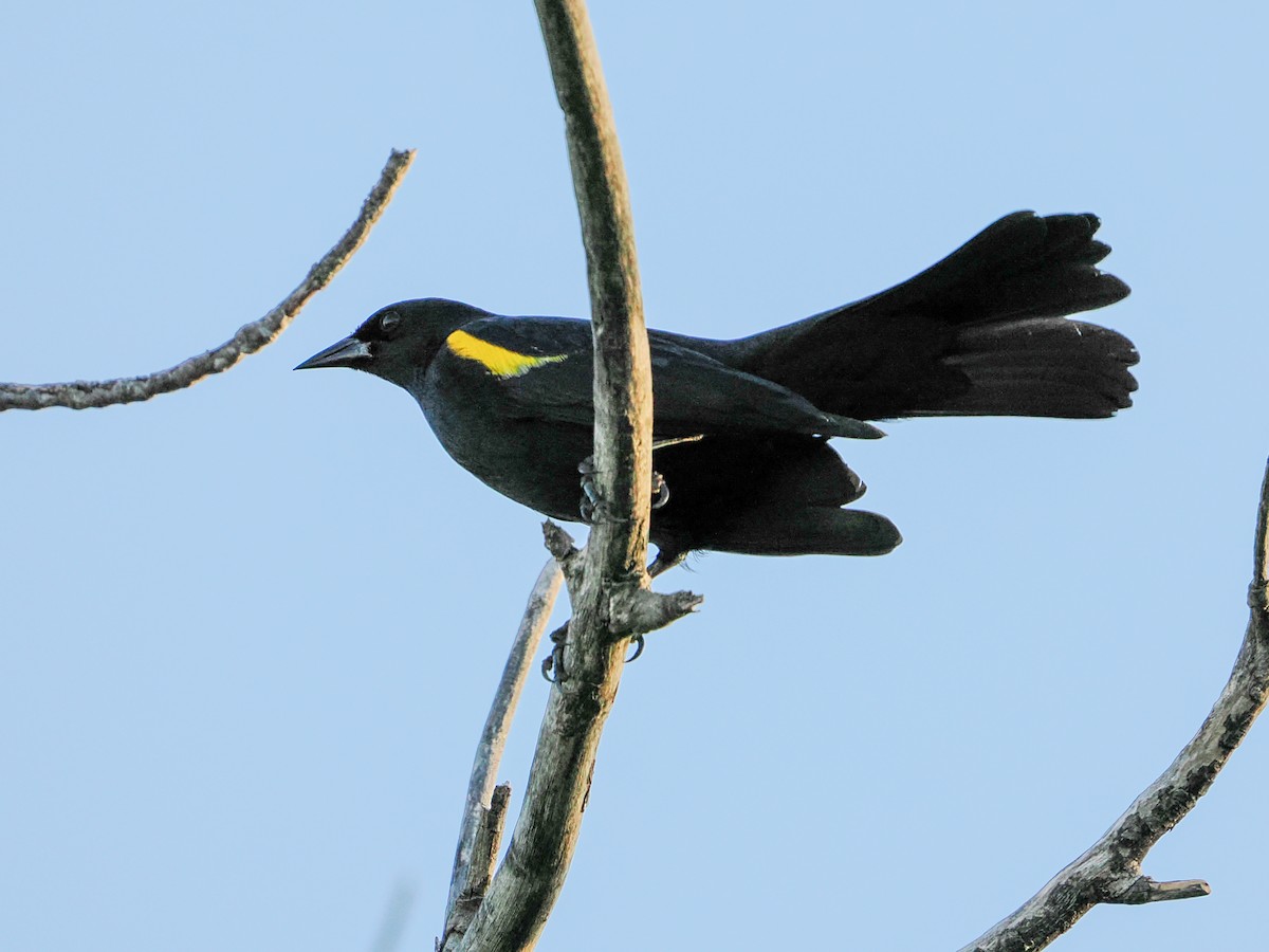 Carouge de Porto Rico - ML646985099