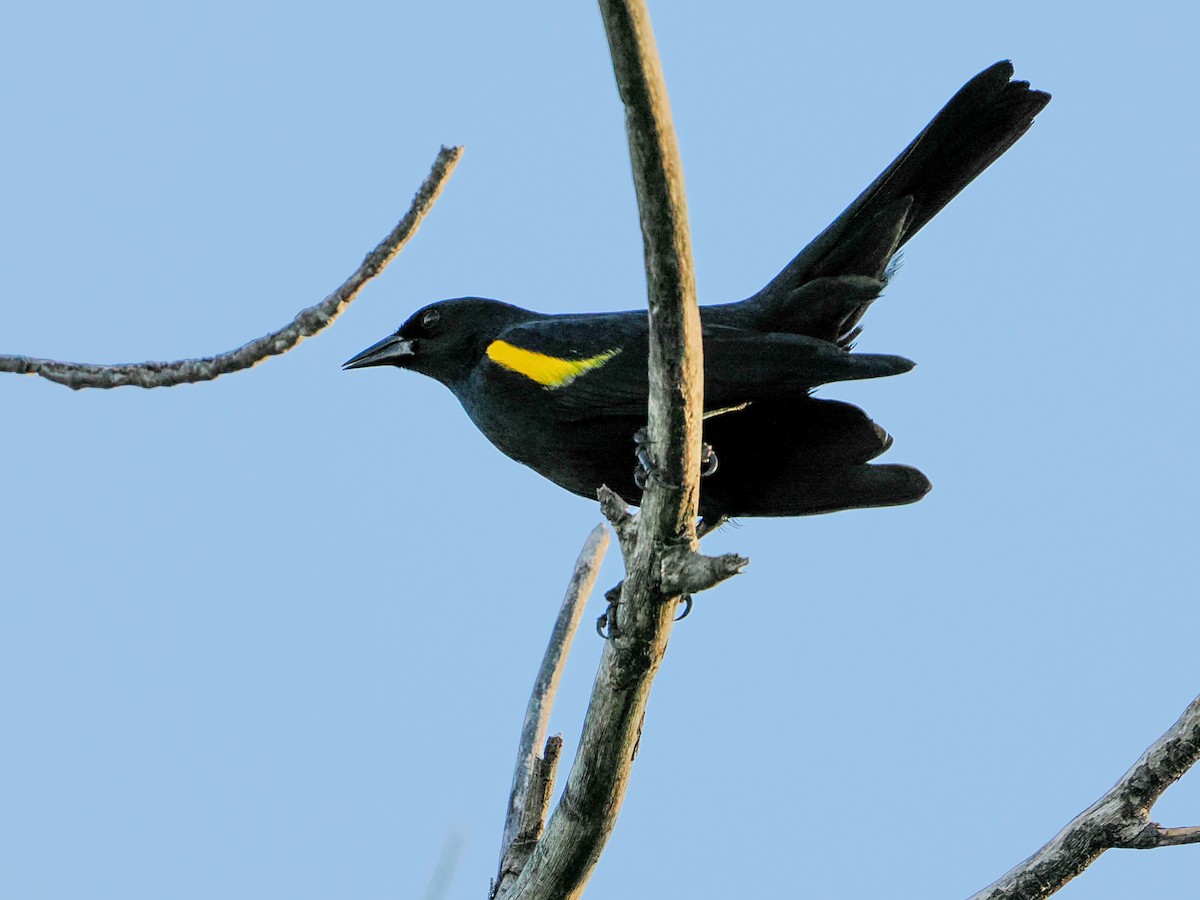 Carouge de Porto Rico - ML646985100