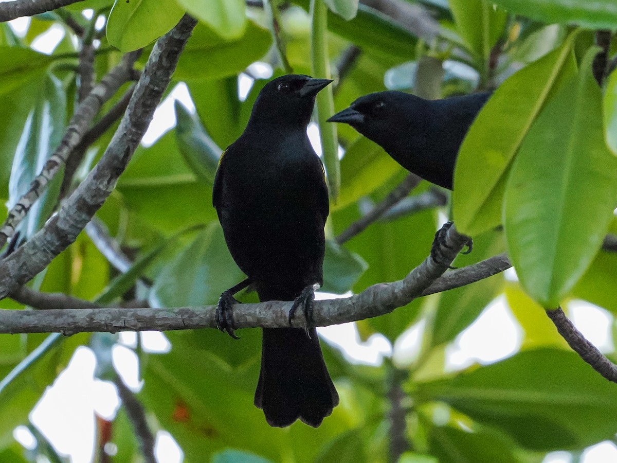 Carouge de Porto Rico - ML646985101