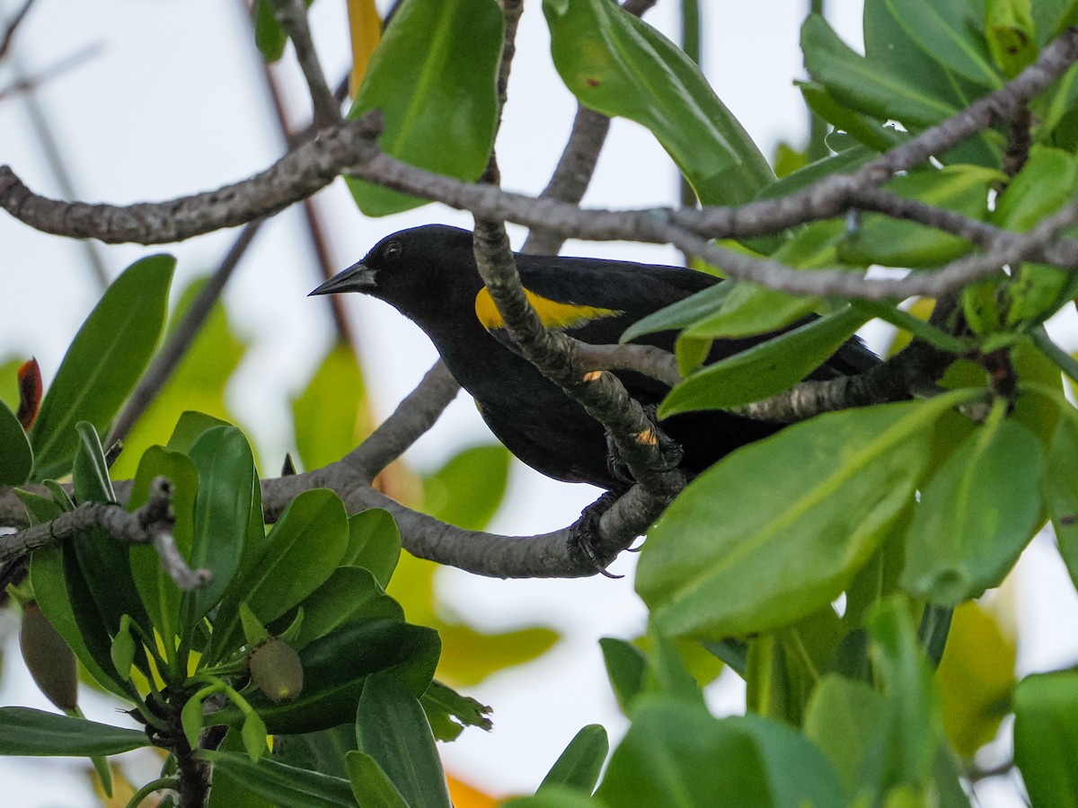 Carouge de Porto Rico - ML646985102