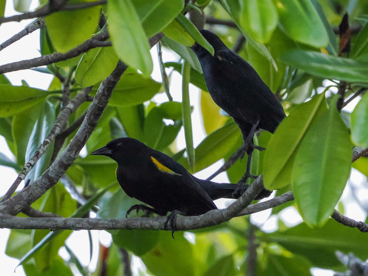 Carouge de Porto Rico - ML646985103