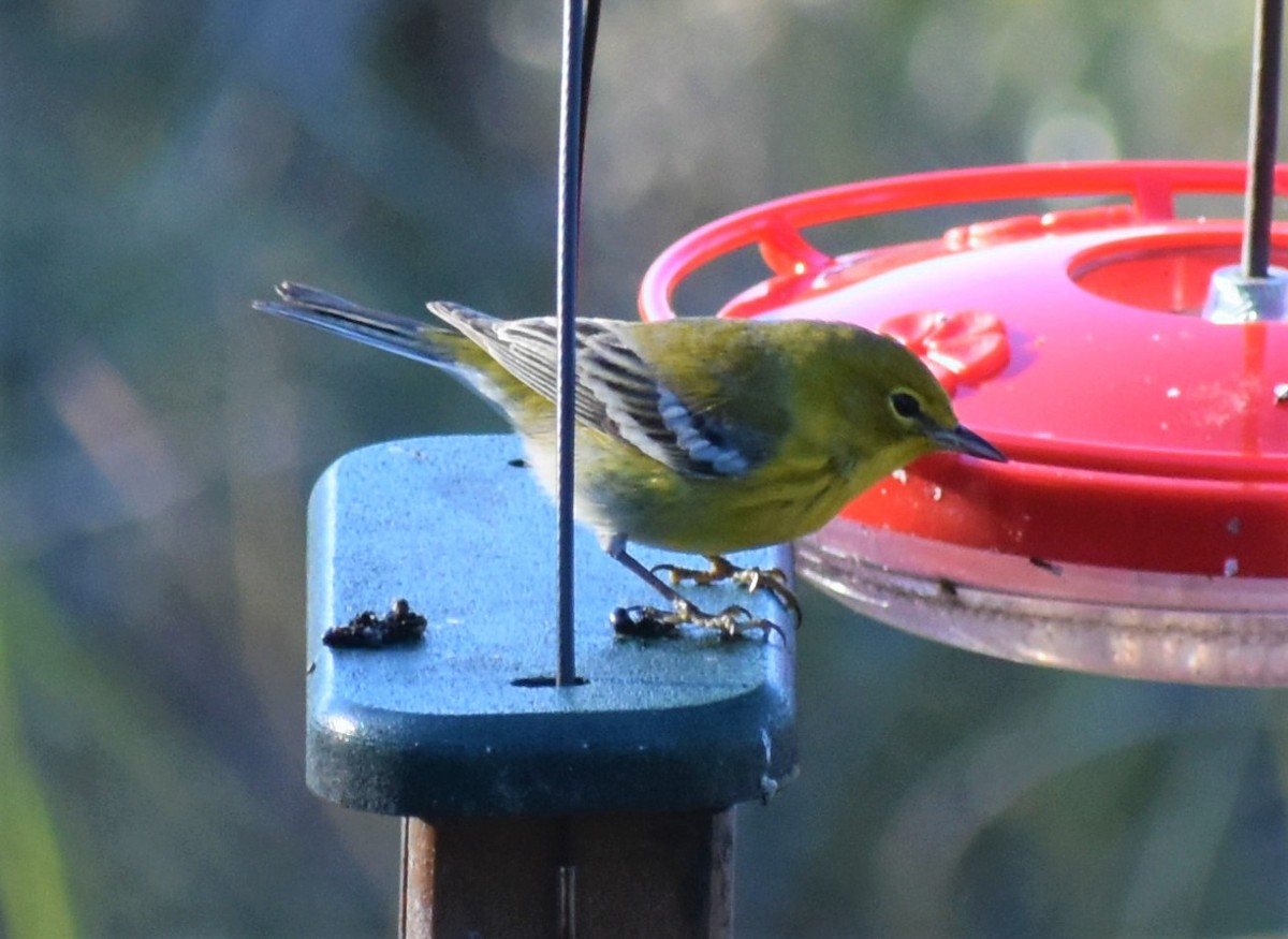 lesňáček borovicový - ML646985104