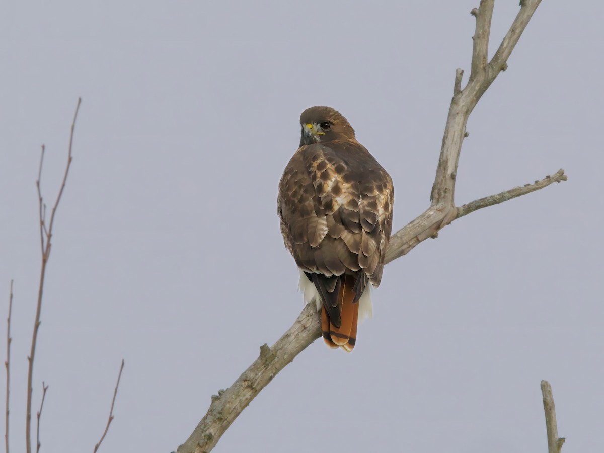 rødstjertvåk - ML646985106