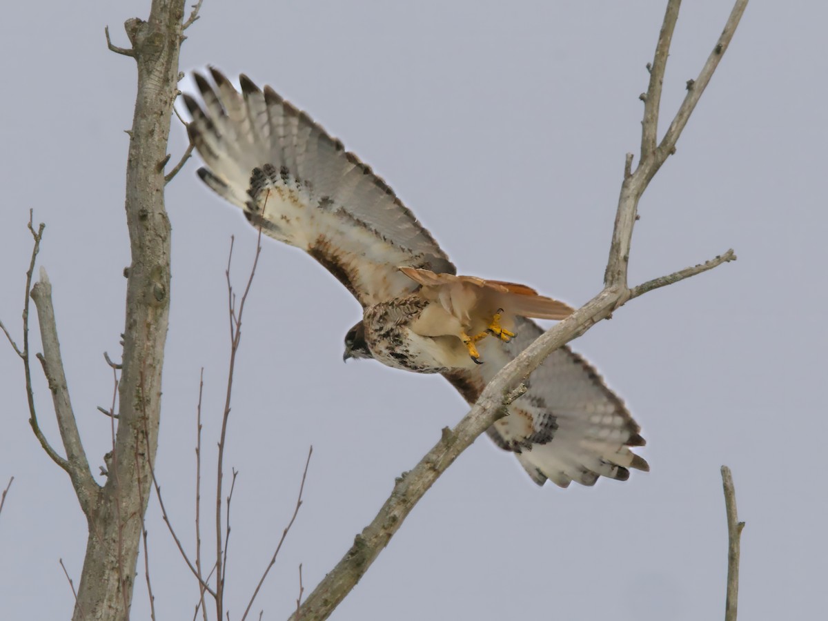 rødstjertvåk - ML646985107