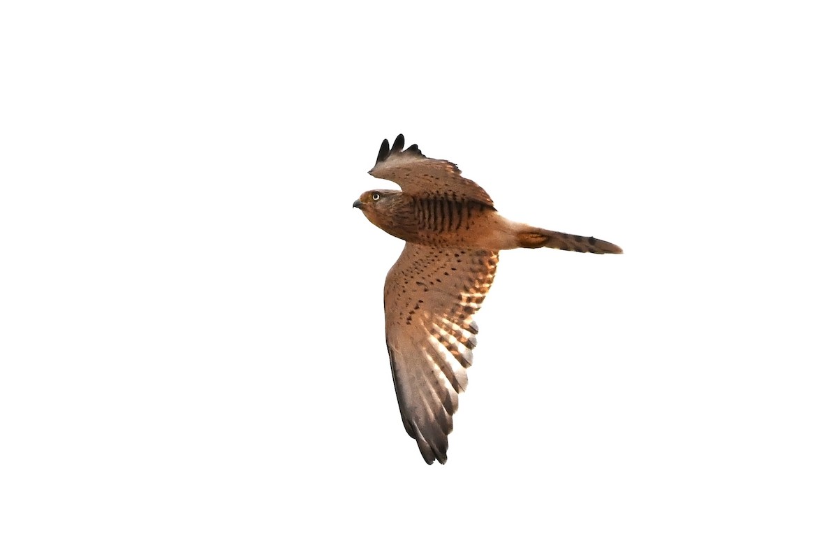 Боривітер великий - ML646985111