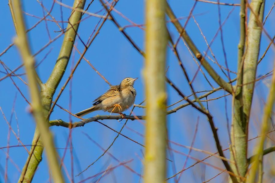 linduška velká - ML646985112