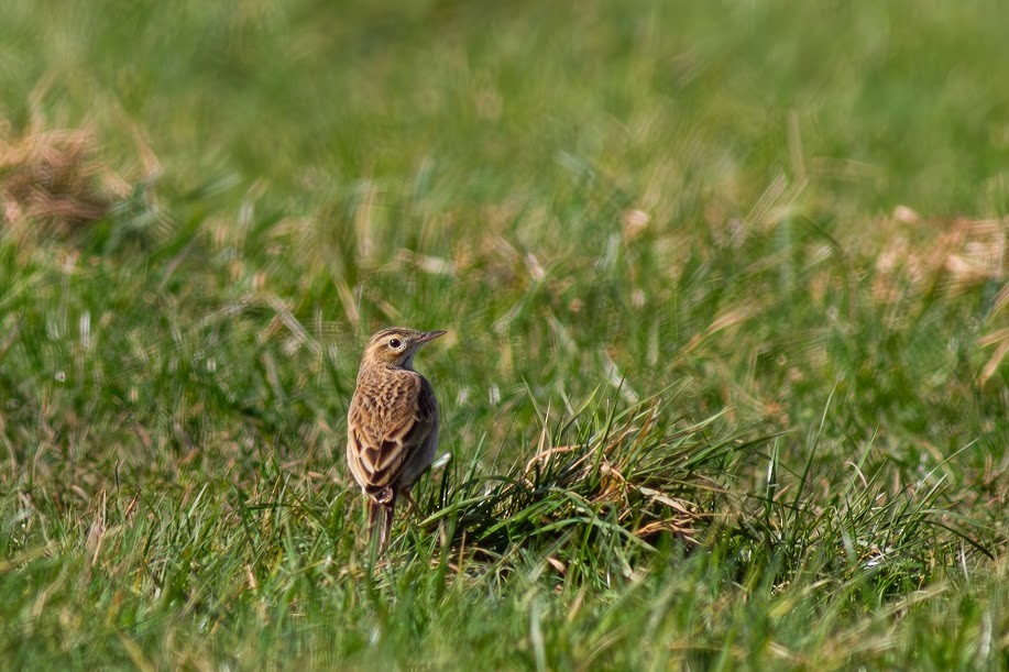 linduška velká - ML646985115