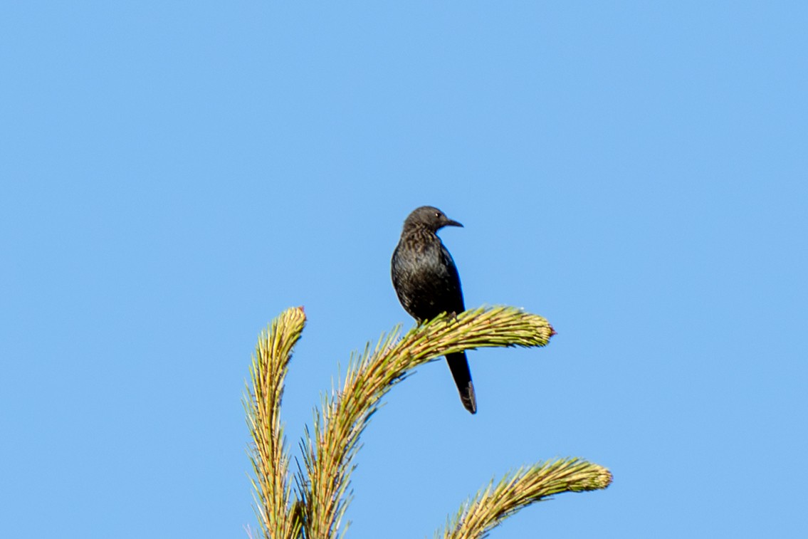 Red-winged Starling - ML646985116