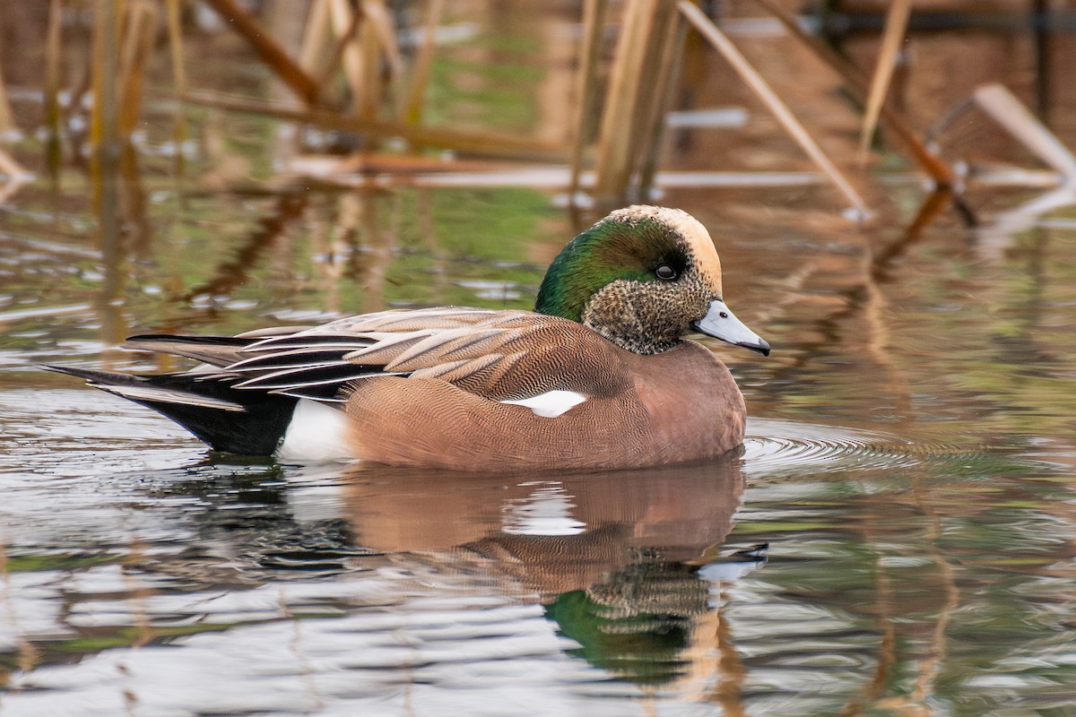 American Wigeon - ML646985123