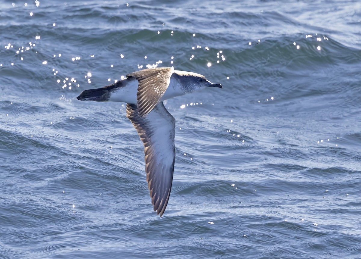 Gabai ipurbeltza - ML646985127