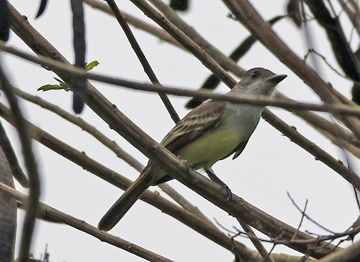 Northern Scrub-Flycatcher - ML646985139