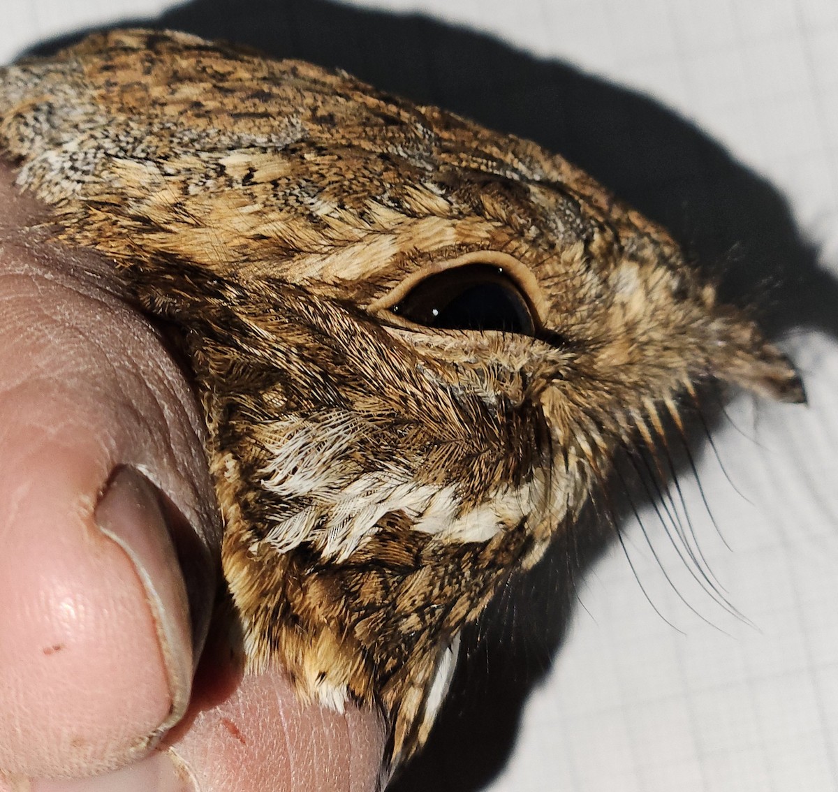 Donaldson Smith's Nightjar - ML646985143