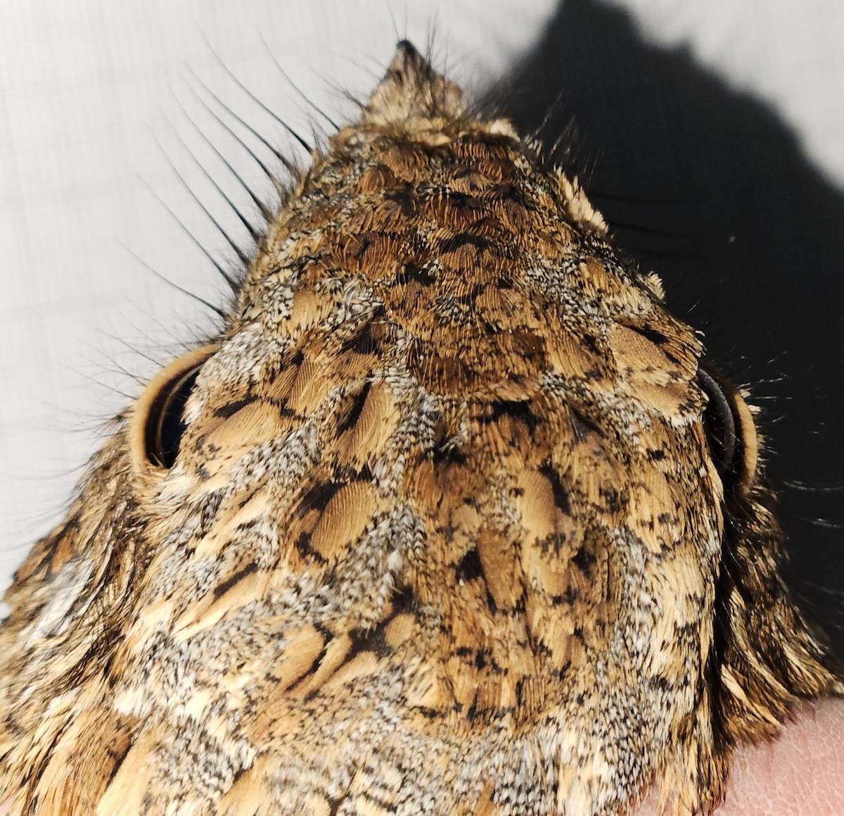 Donaldson Smith's Nightjar - ML646985144