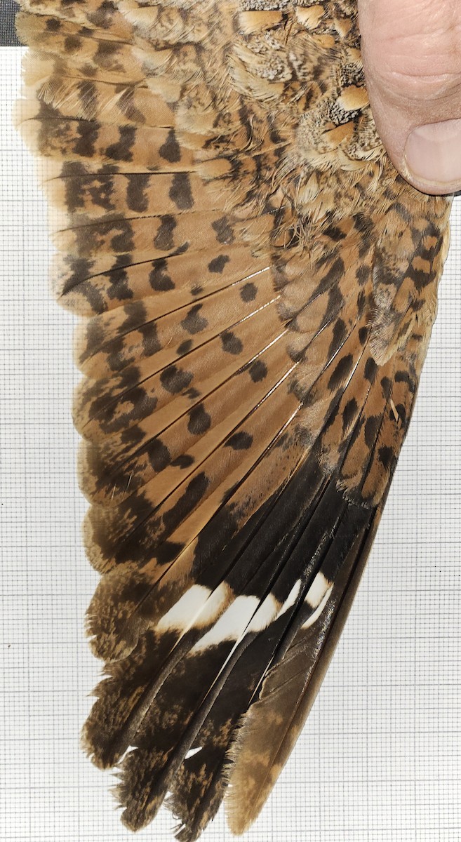 Donaldson Smith's Nightjar - ML646985145