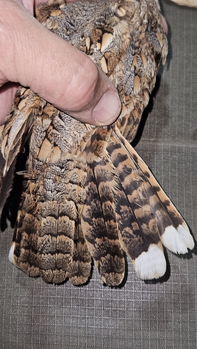 Donaldson Smith's Nightjar - ML646985146
