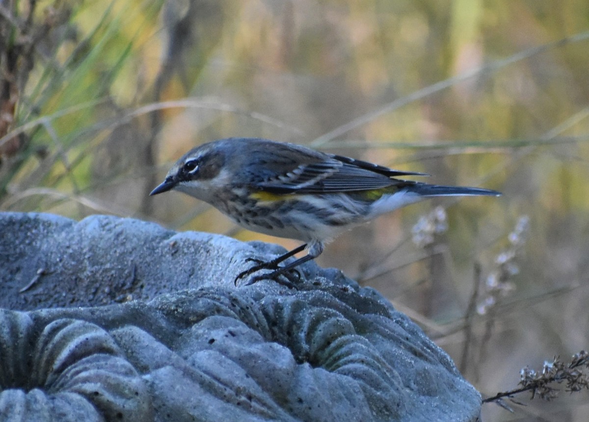 lesňáček žlutoskvrnný - ML646985149