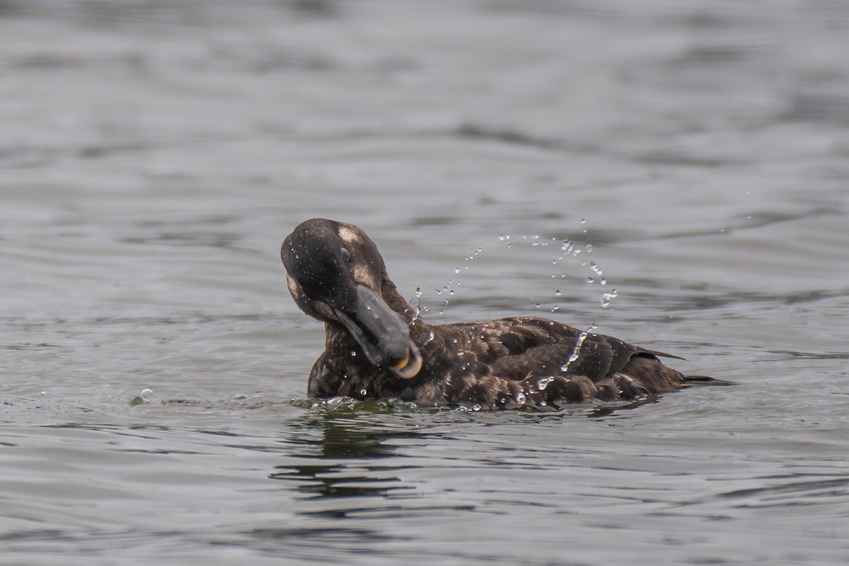 Surf Scoter - ML646985150