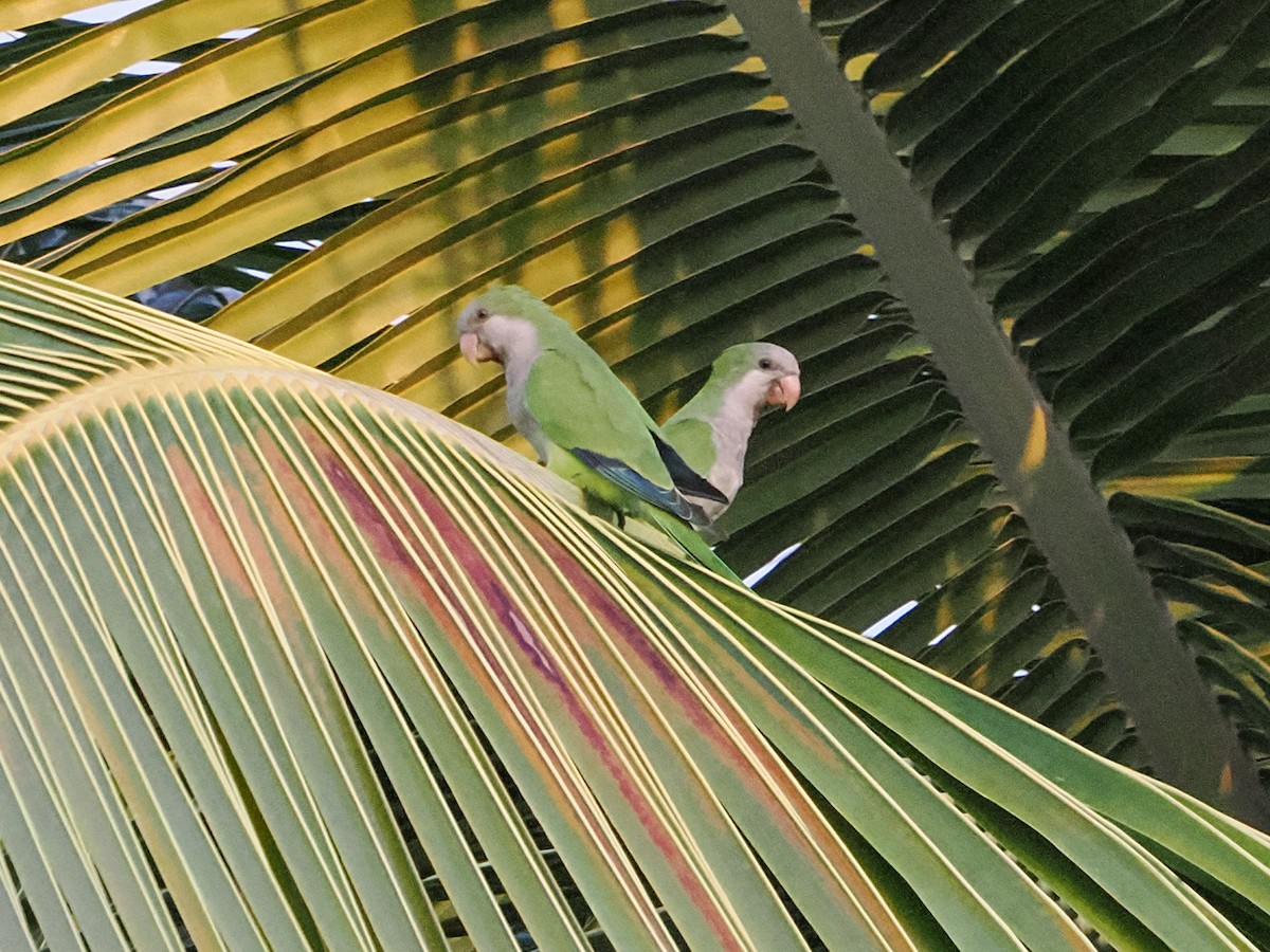 Perriche veuve - ML646985151