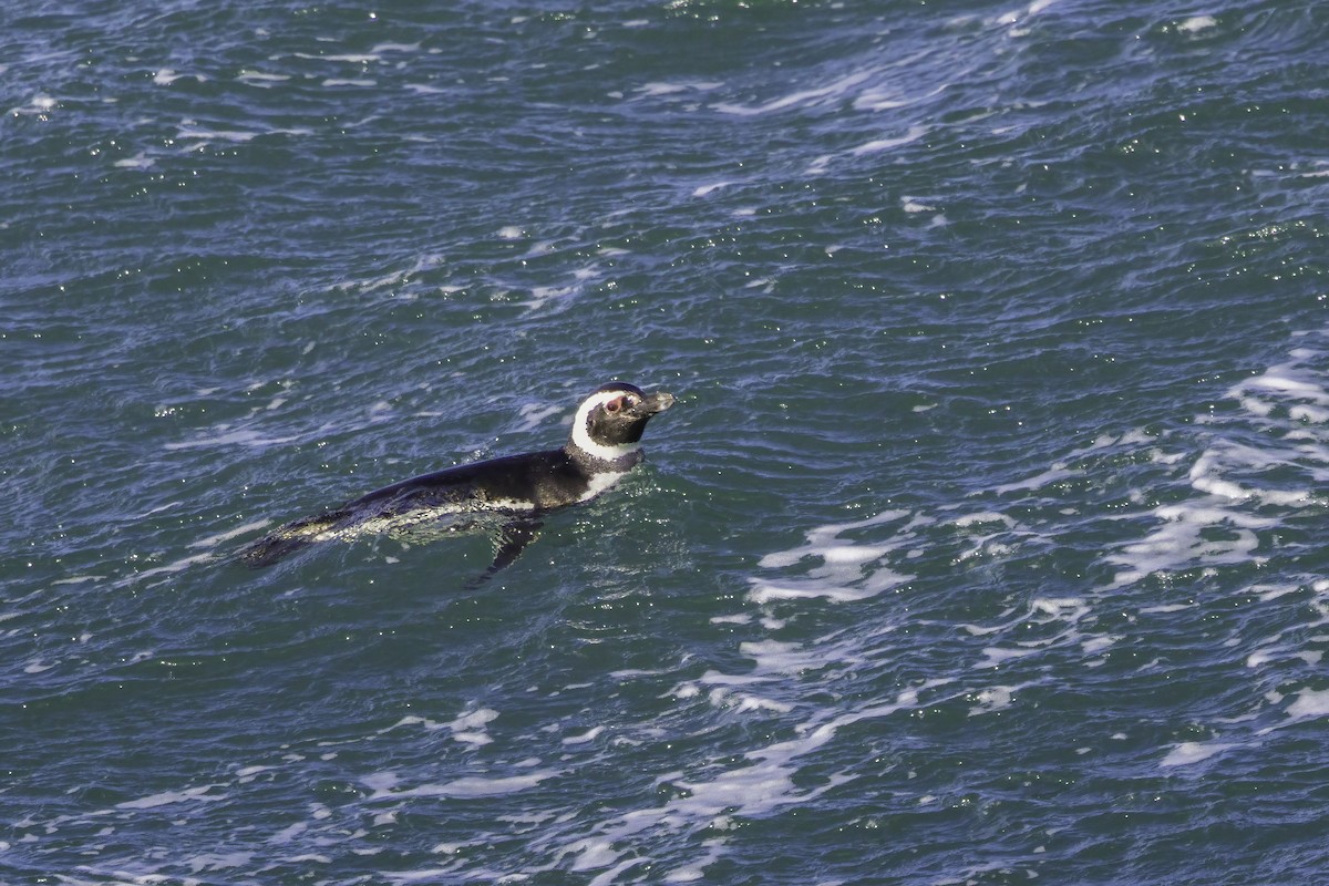 Magellanic Penguin - ML646985157