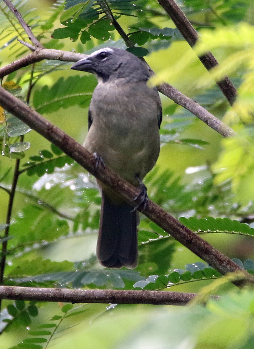 Olive-gray Saltator - ML646985161