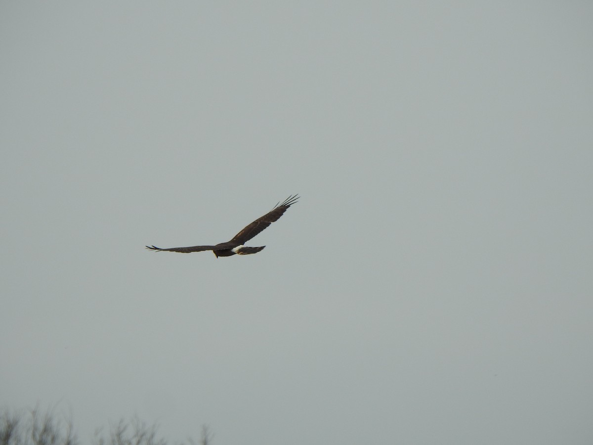 アメリカハイイロチュウヒ - ML646985166