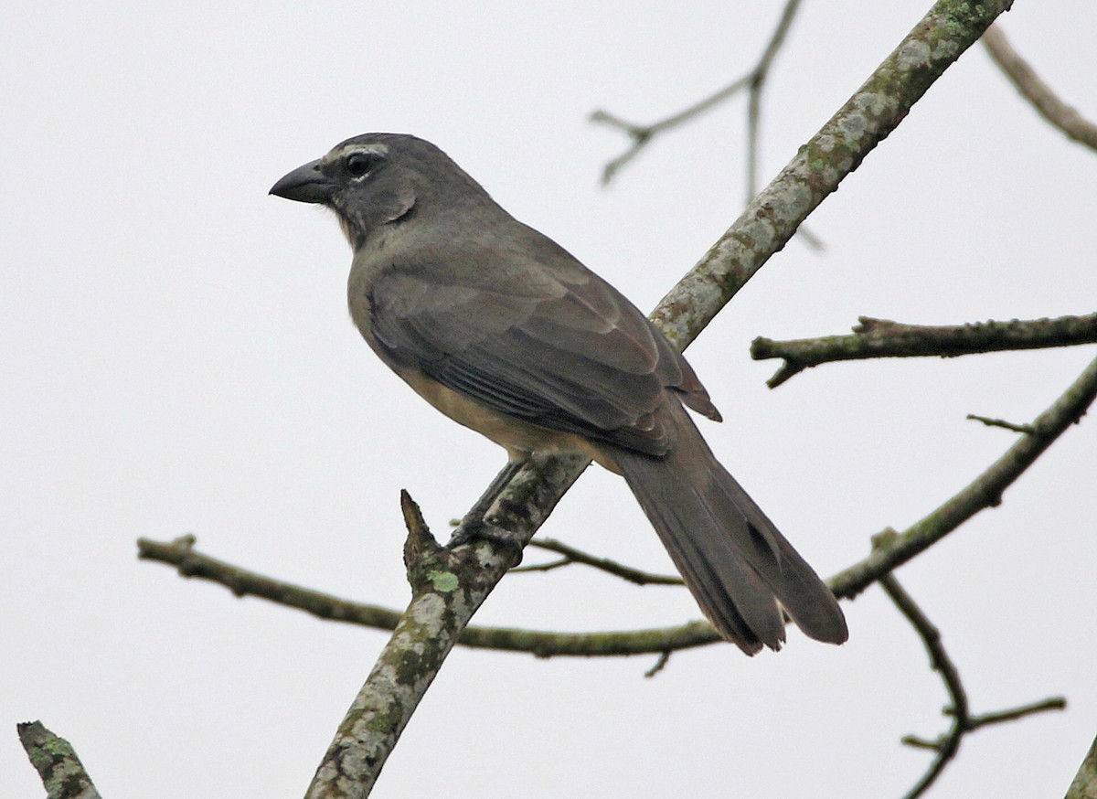 Olive-gray Saltator - ML646985167