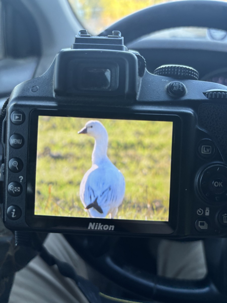 Ross's Goose - ML646985169
