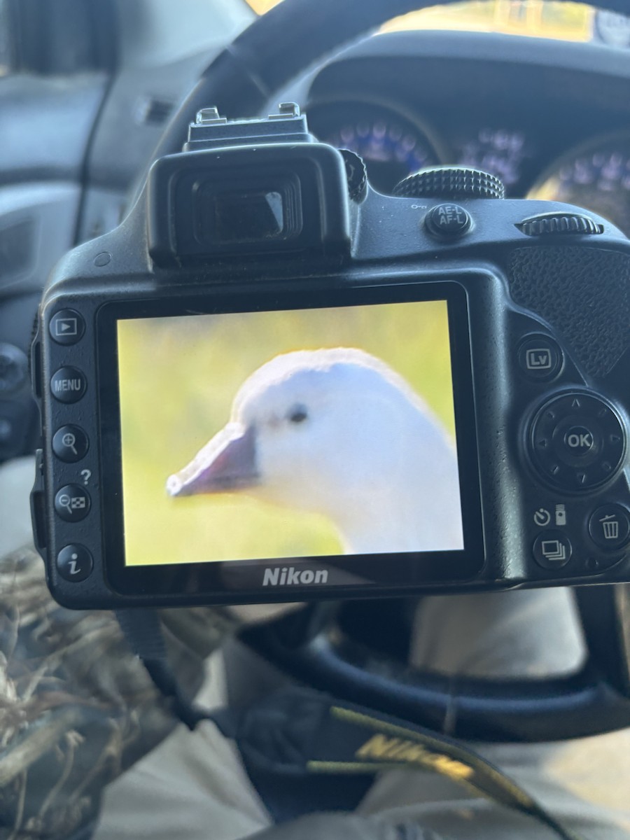 Ross's Goose - ML646985170