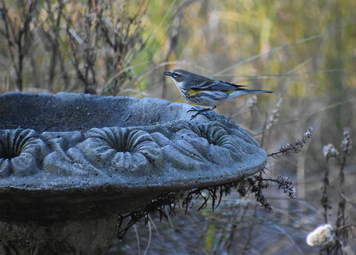 lesňáček žlutoskvrnný - ML646985185