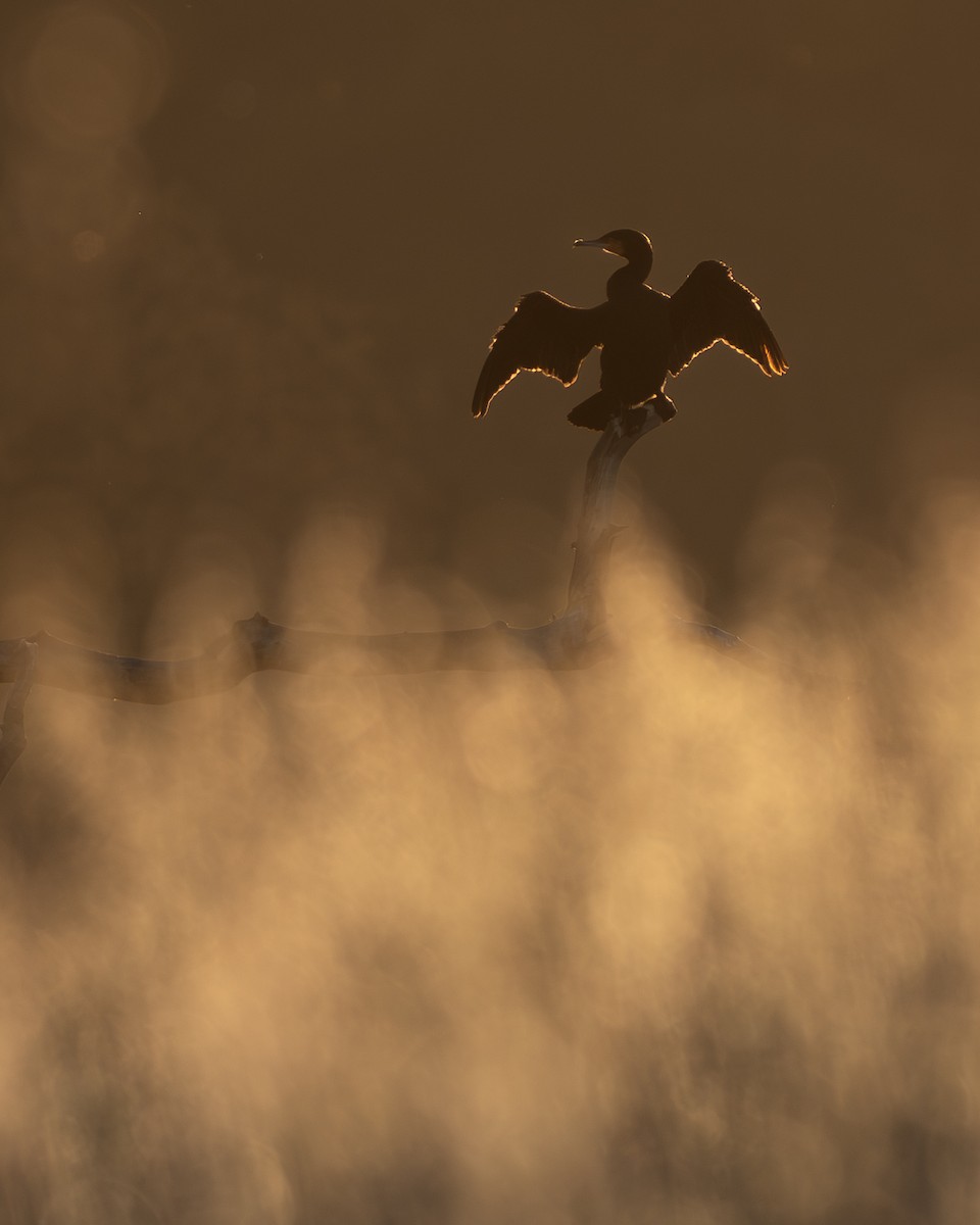 storskarv - ML646985186