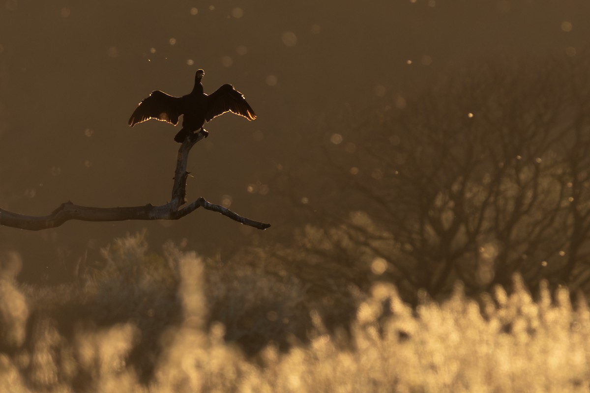 storskarv - ML646985187