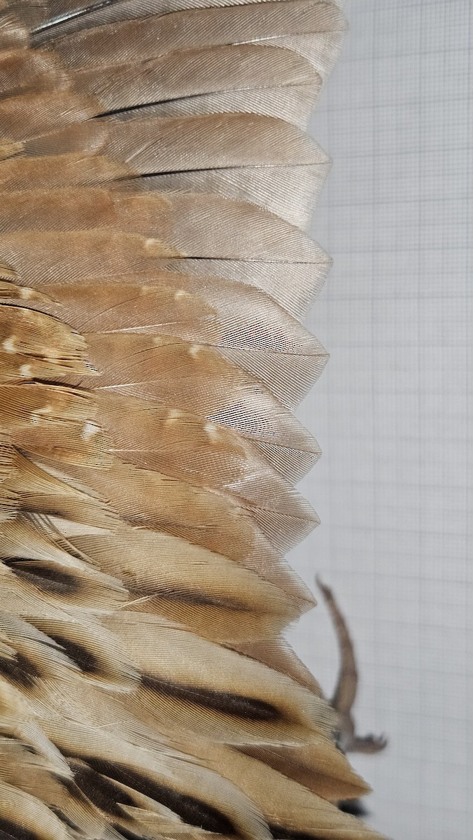 Corn Crake - ML646985188