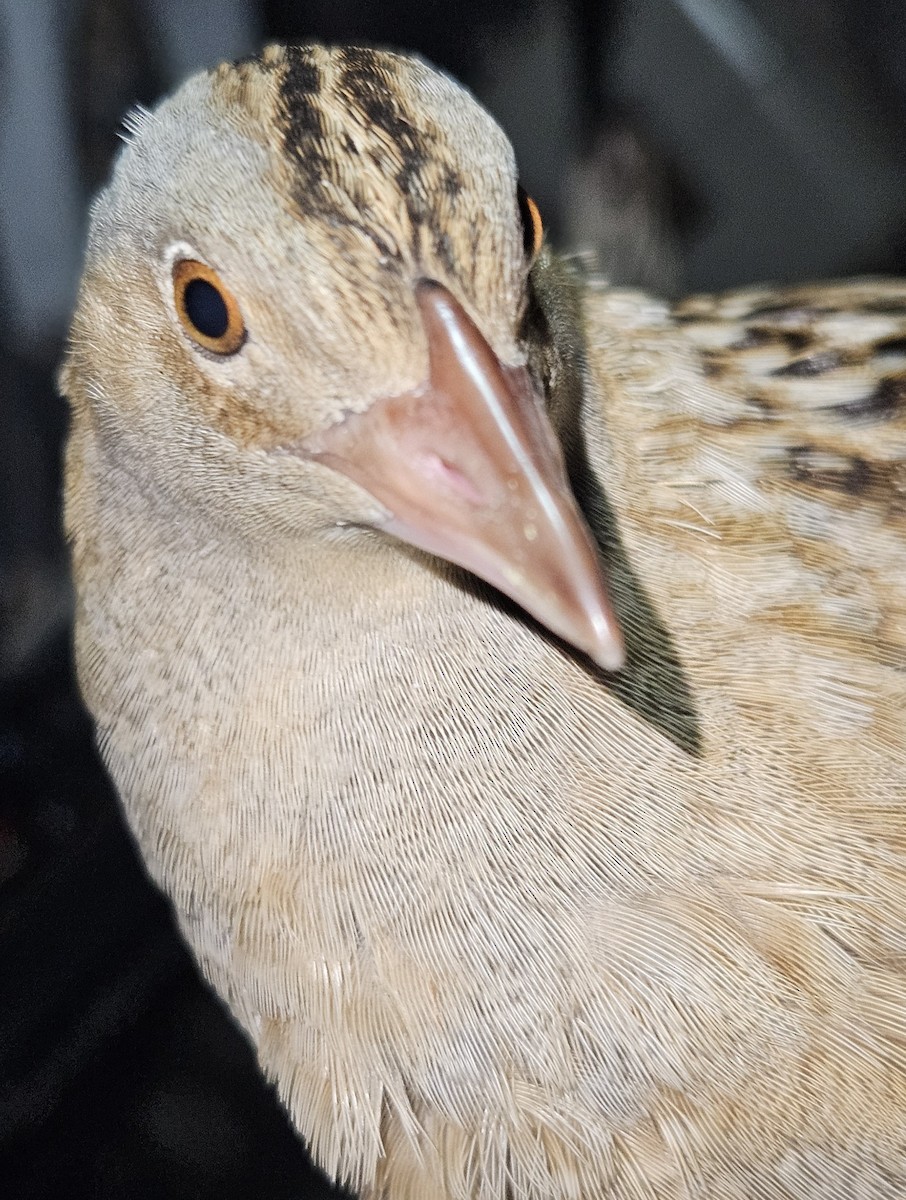 Corn Crake - ML646985189