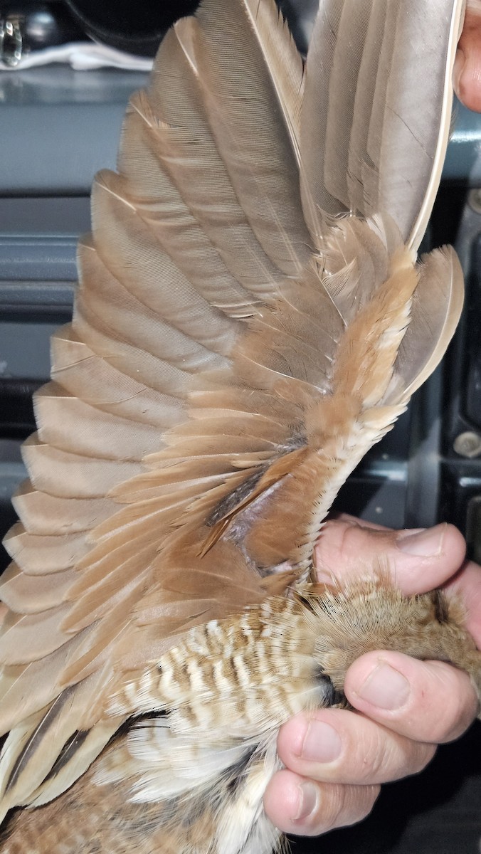 Corn Crake - ML646985190