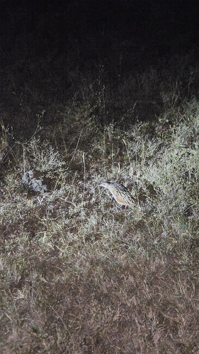 Corn Crake - ML646985191