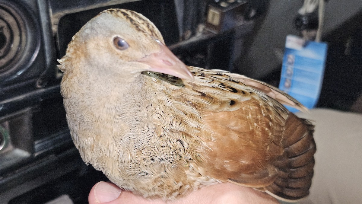 Corn Crake - ML646985192