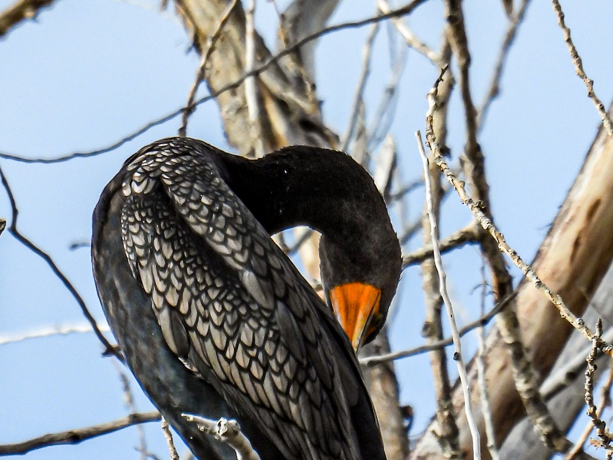 Double-crested Cormorant - ML646985193