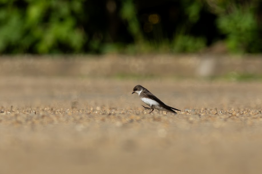 Bank Swallow - ML646985200
