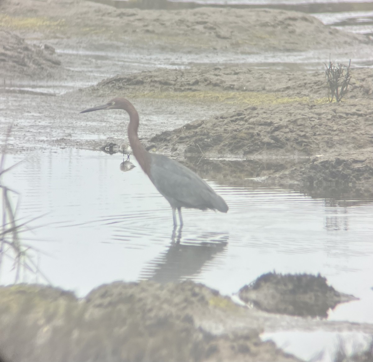 Reddish Egret - ML646985201