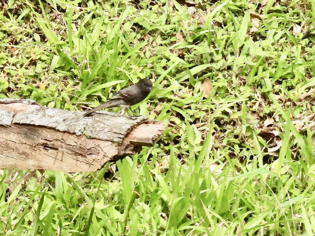 Black Phoebe - ML646985202