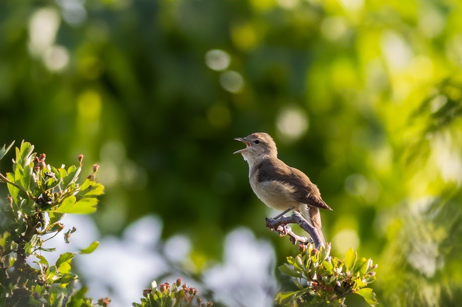 Garden Warbler - ML646985204