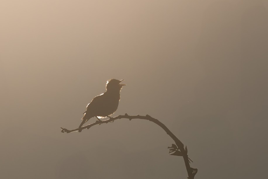 Garden Warbler - ML646985205