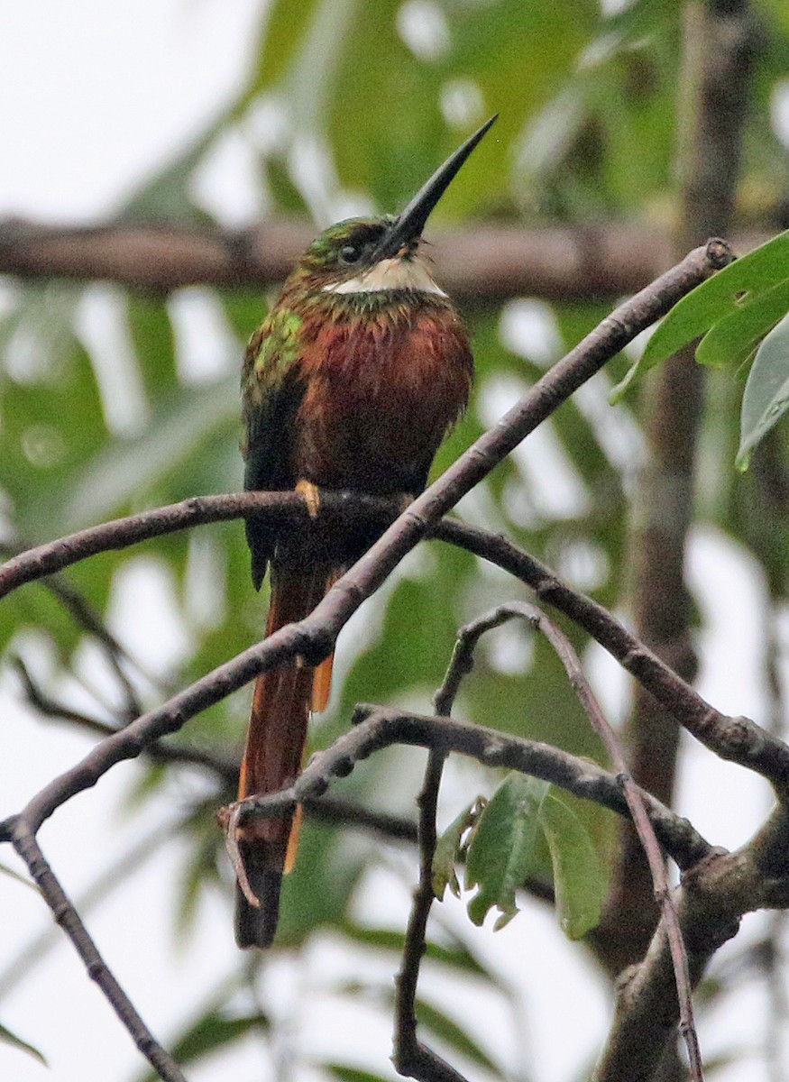 Rufous-tailed Jacamar - ML646985206