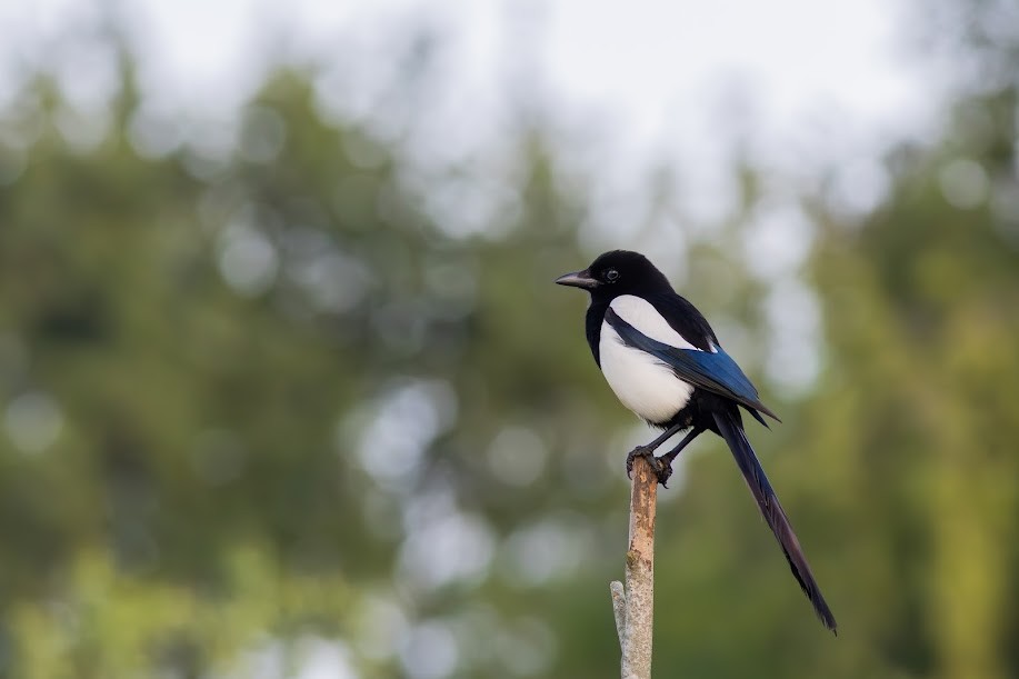 Eurasian Magpie - ML646985212