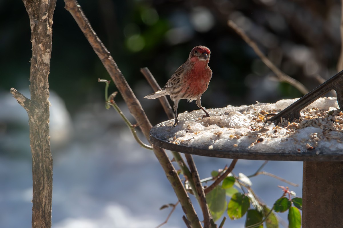 Burugorri arrunta - ML646985213