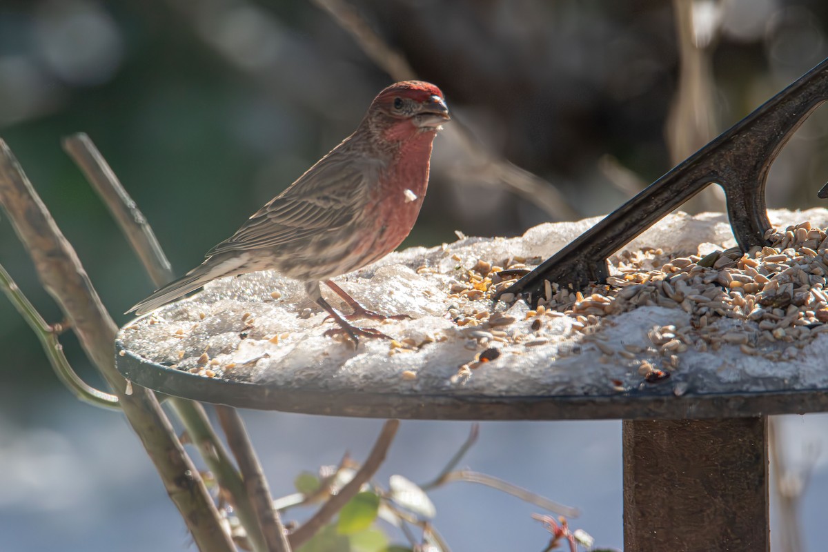 Burugorri arrunta - ML646985218