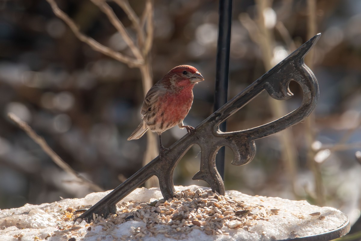 Burugorri arrunta - ML646985220