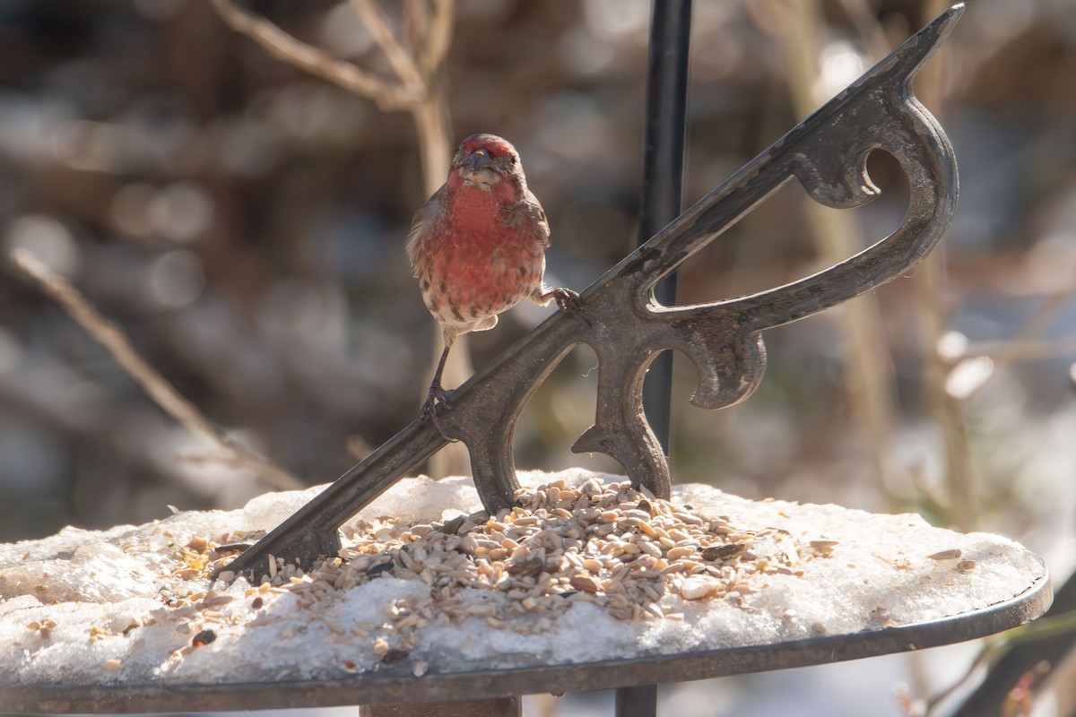 Burugorri arrunta - ML646985221