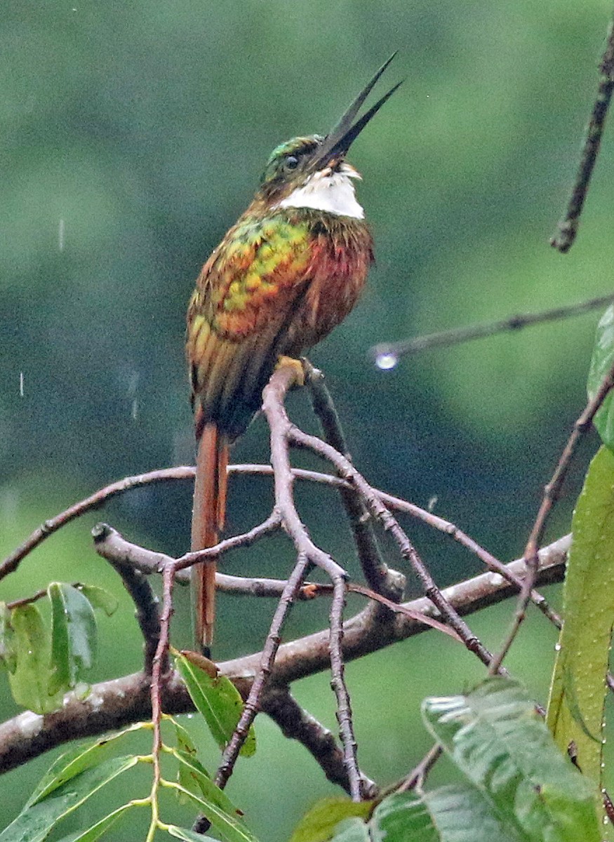 Rufous-tailed Jacamar - ML646985224